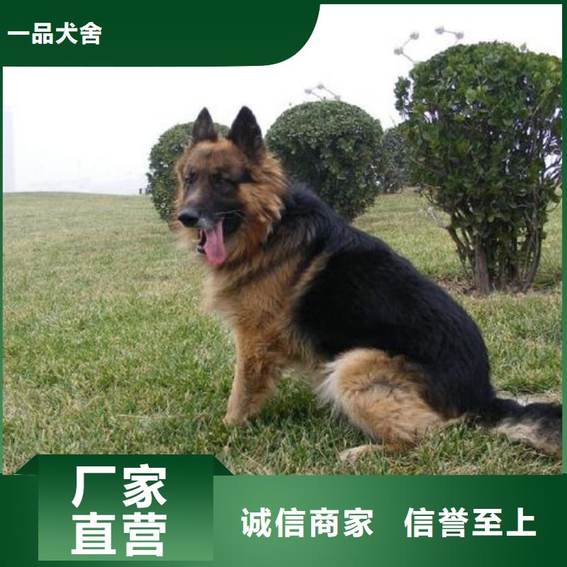 德国牧羊犬卡斯罗犬源头把关放心选购