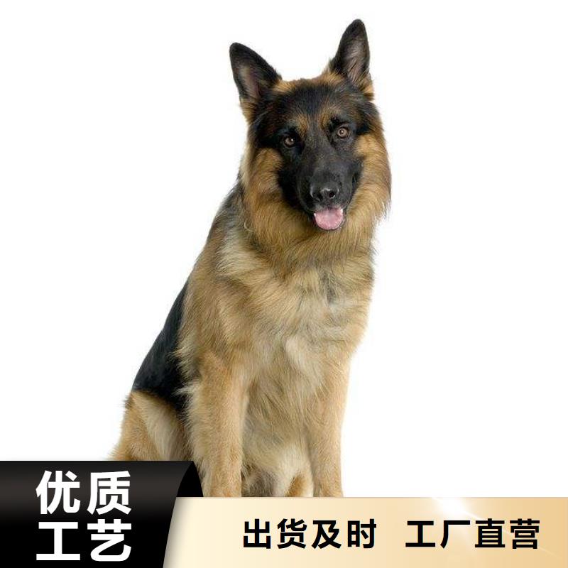 【德国牧羊犬】_黑狼优势