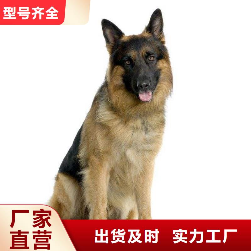 德国牧羊犬【德牧犬】快速发货