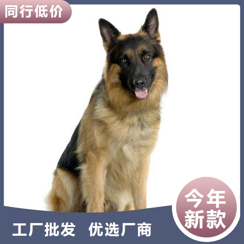 德国牧羊犬-【德牧犬】材质实在