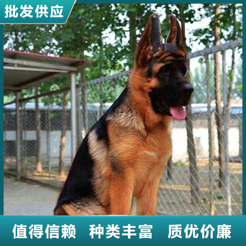 德国牧羊犬杜高犬厂家直销售后完善