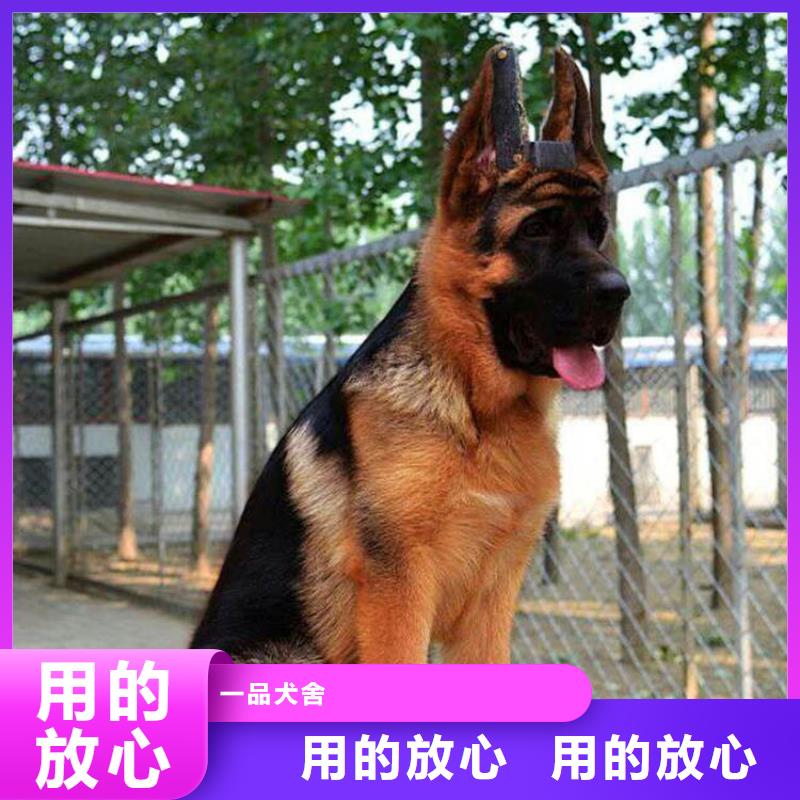 德国牧羊犬【德牧犬】有口皆碑