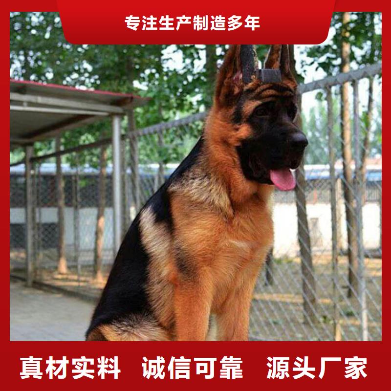 德国牧羊犬【高加索犬】质量牢靠