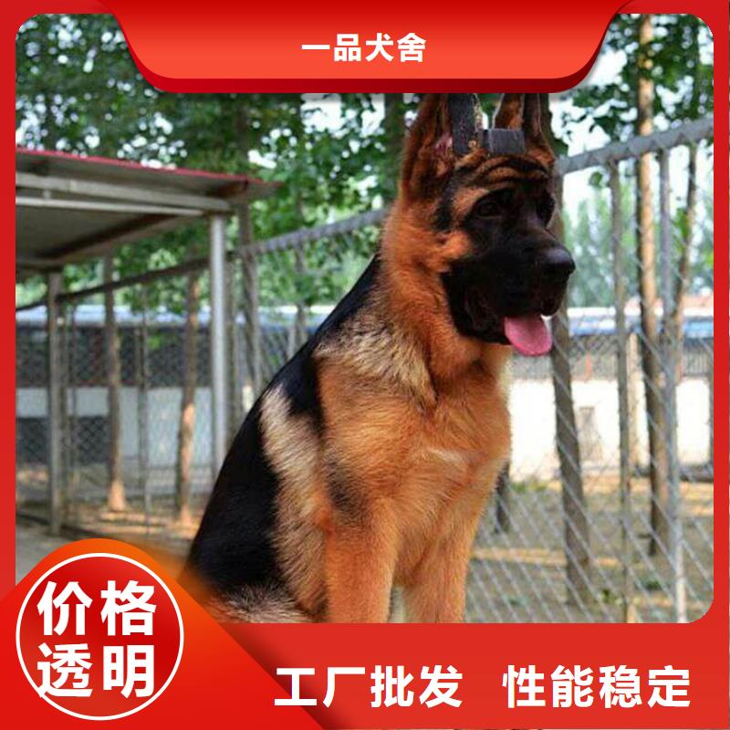 德国牧羊犬【卡斯罗犬】生产厂家