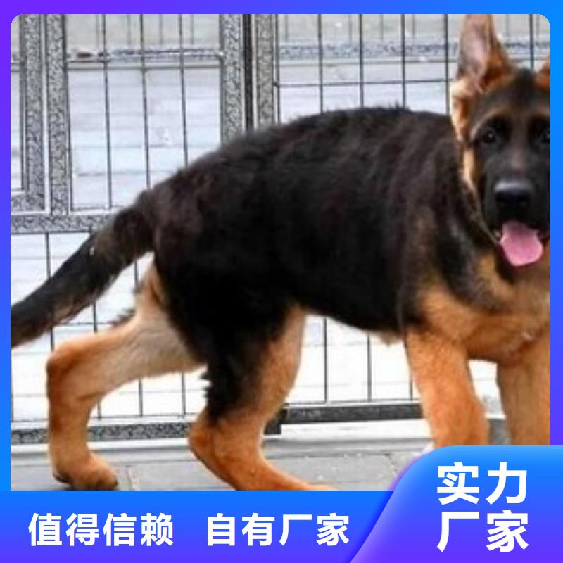 德国牧羊犬德牧犬对质量负责