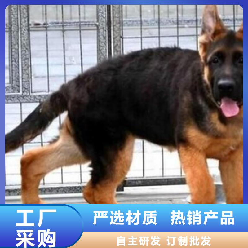 德国牧羊犬罗威纳犬厂家直销货源充足