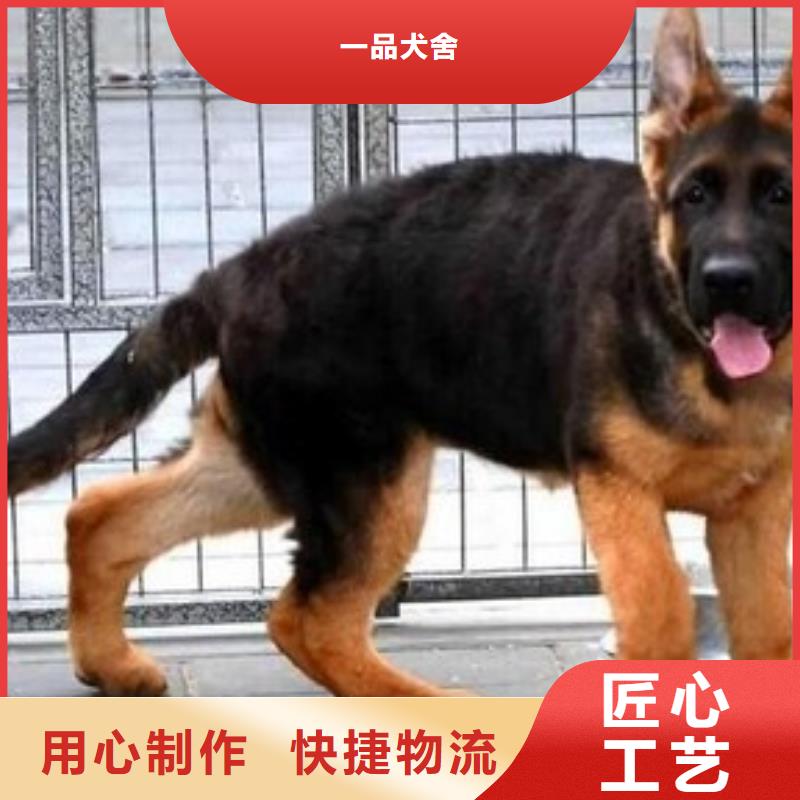 德国牧羊犬比特犬工厂采购