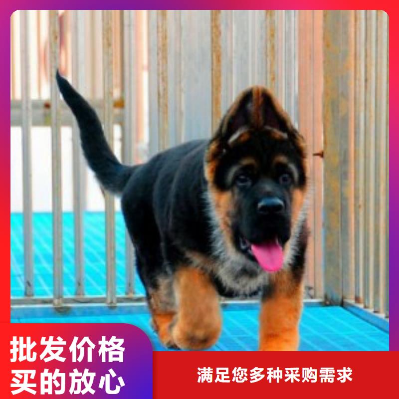 德国牧羊犬罗威纳犬省心又省钱