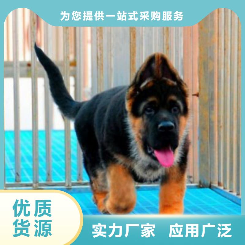 德国牧羊犬,杜高犬低价货源