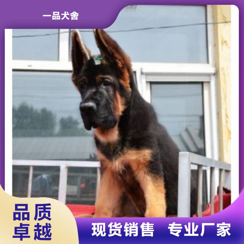 德国牧羊犬-【德牧犬】材质实在