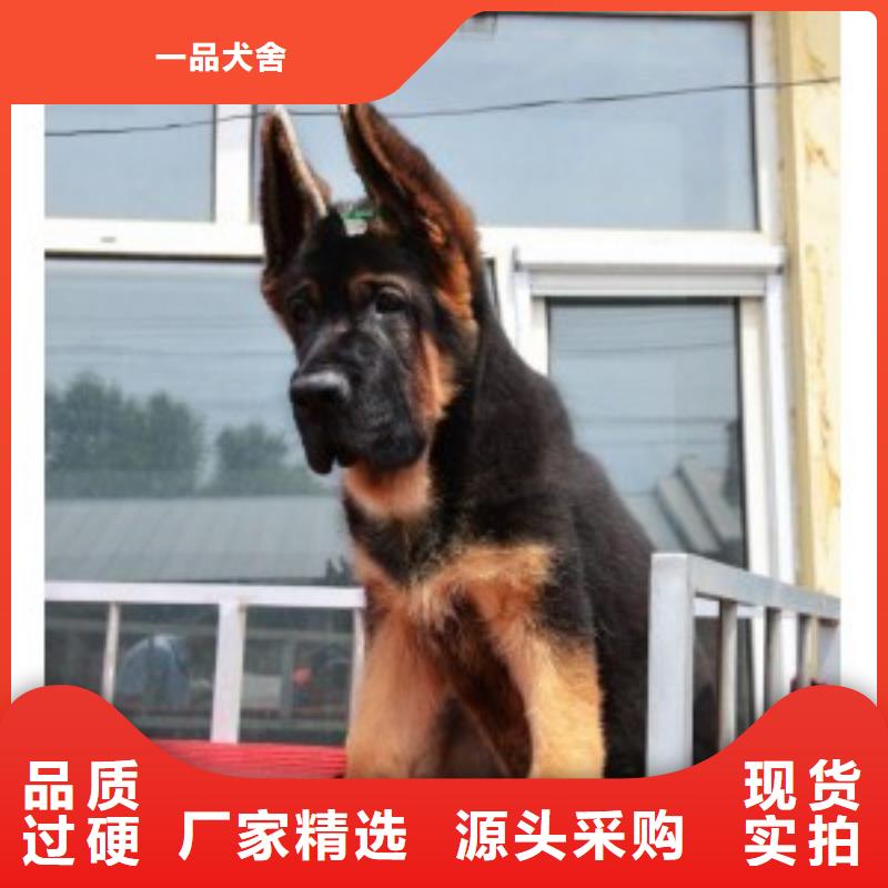 德国牧羊犬【德牧犬】快速发货