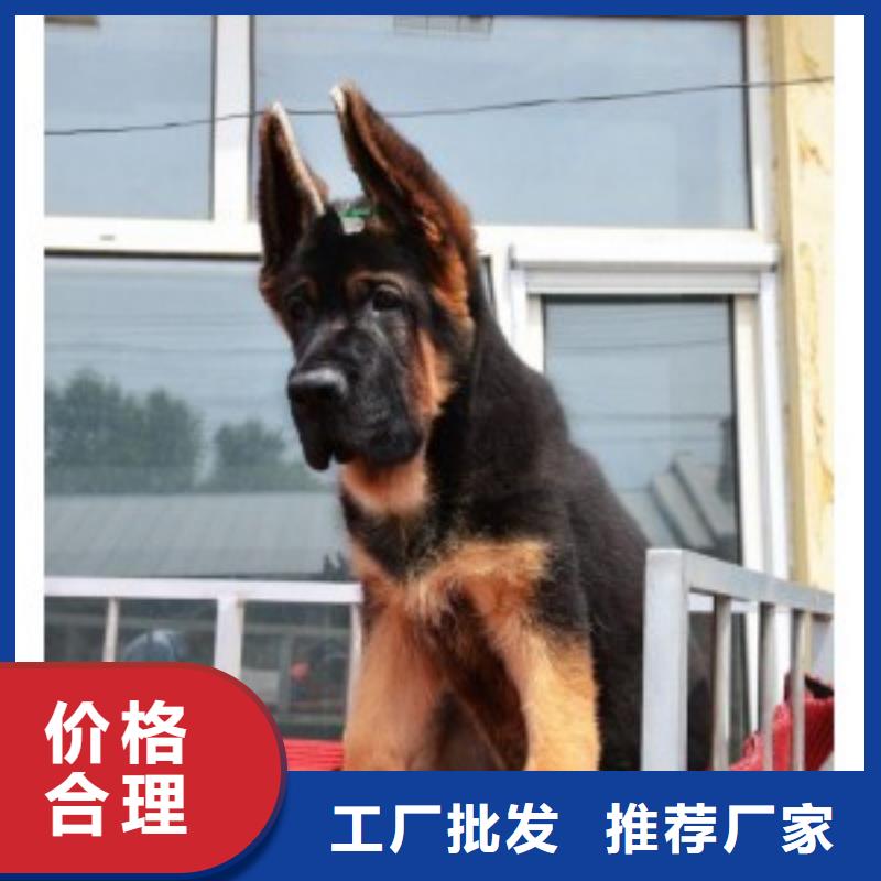德国牧羊犬杜宾犬服务至上
