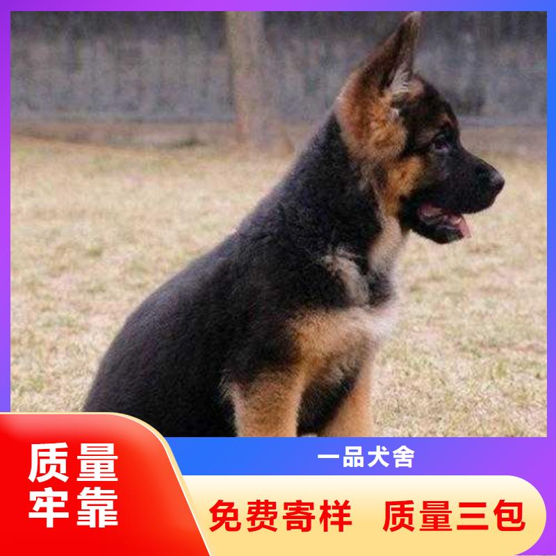 德国牧羊犬【德牧犬】有口皆碑