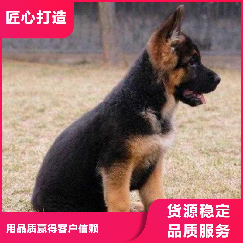 德国牧羊犬_罗威纳犬追求细节品质