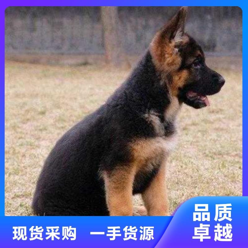 德国牧羊犬比特犬质量不佳尽管来找我