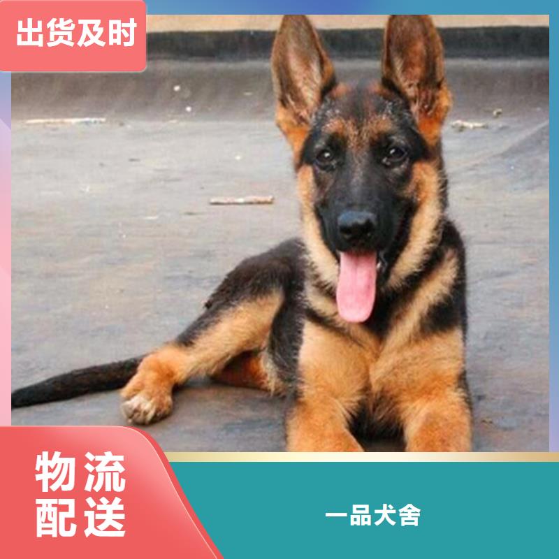 德国牧羊犬比特犬工厂采购