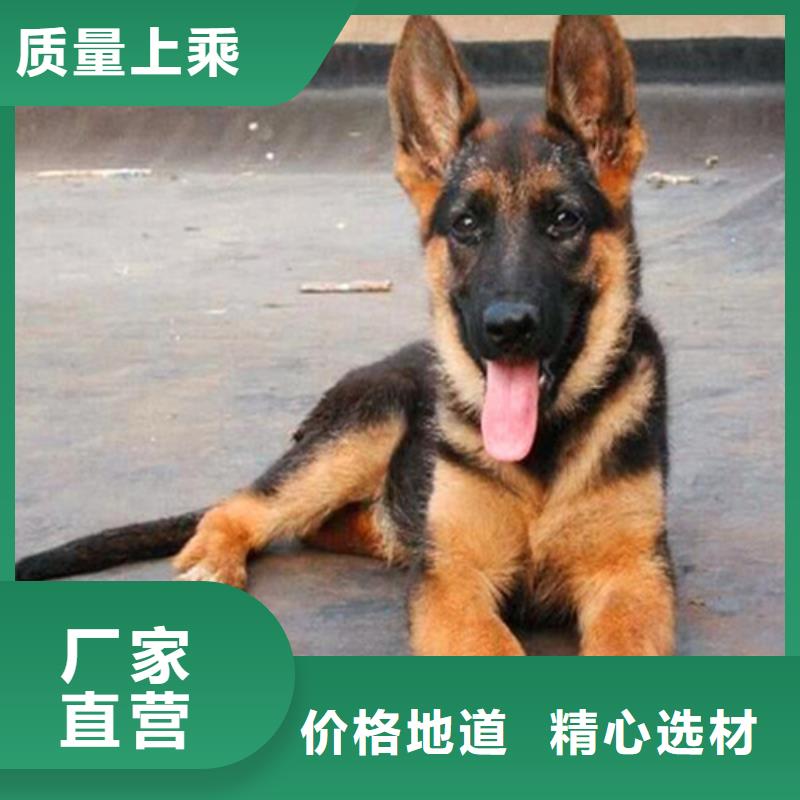 【德国牧羊犬】马犬厂家定制