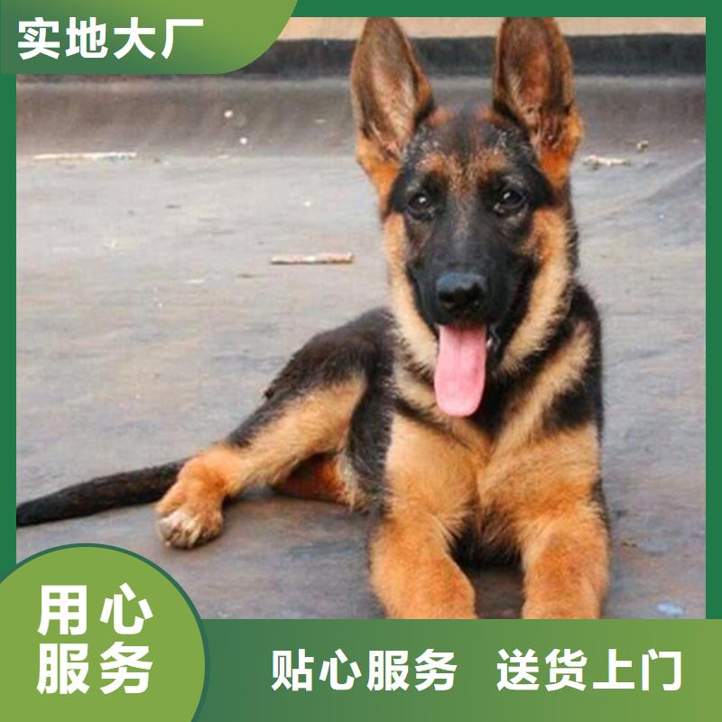 德国牧羊犬-卡斯罗犬自主研发