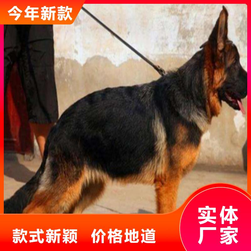 【德国牧羊犬马犬欢迎来厂考察】