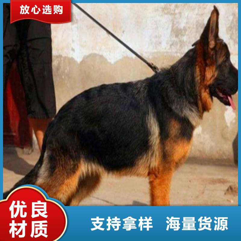 德国牧羊犬,【黑狼】库存丰富