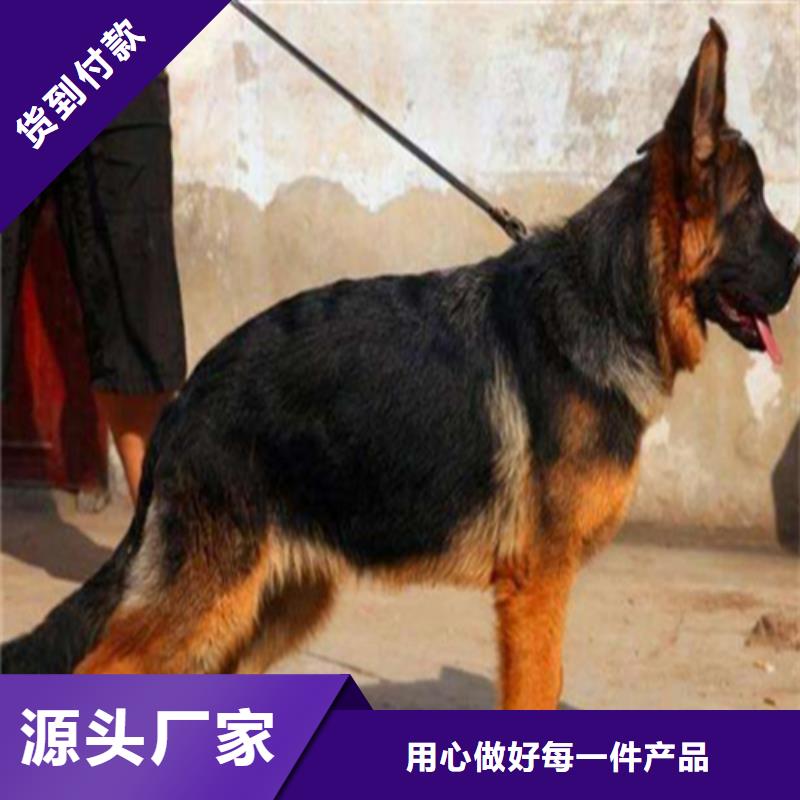 德国牧羊犬【德牧犬】快速发货