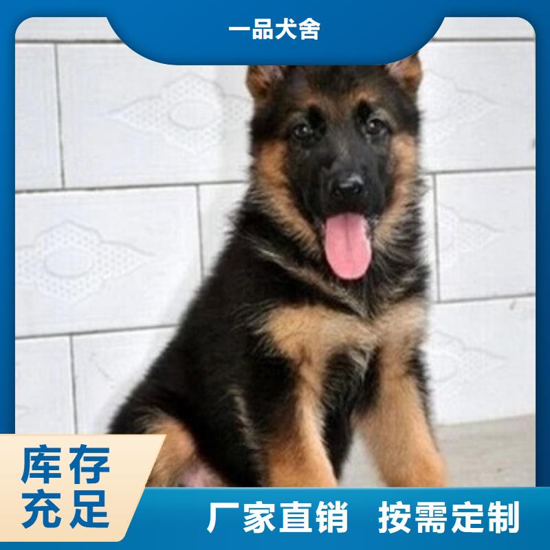 德国牧羊犬德牧犬免费询价