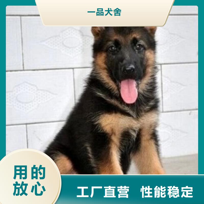 德国牧羊犬拉布拉多犬销售的是诚信
