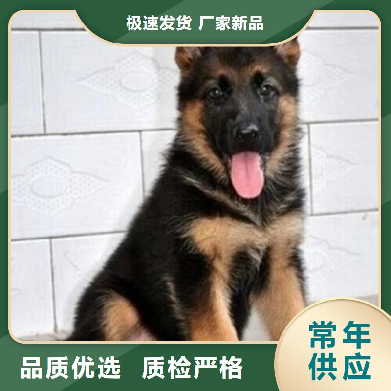 德国牧羊犬,【德牧犬】推荐商家