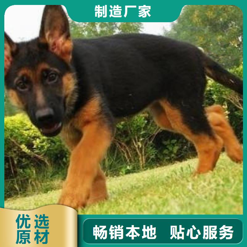 德国牧羊犬卡斯罗犬品质服务