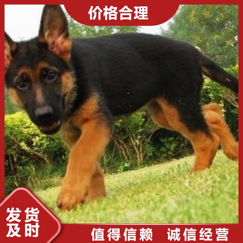 【德国牧羊犬】_黑狼优势