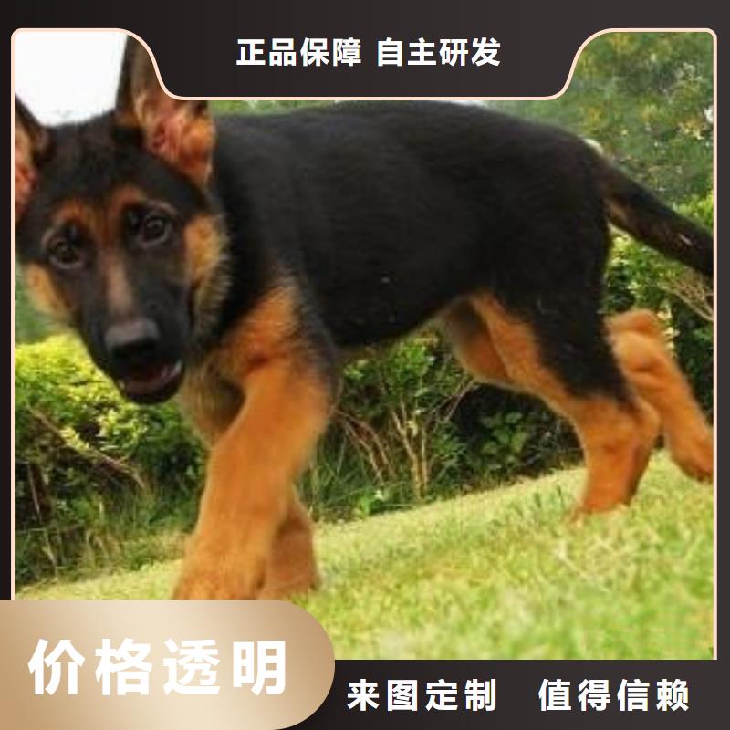 【德国牧羊犬】拉布拉多犬每个细节都严格把关