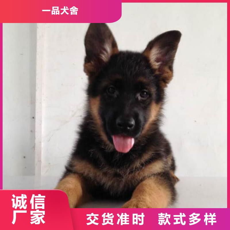 德国牧羊犬杜高犬订购