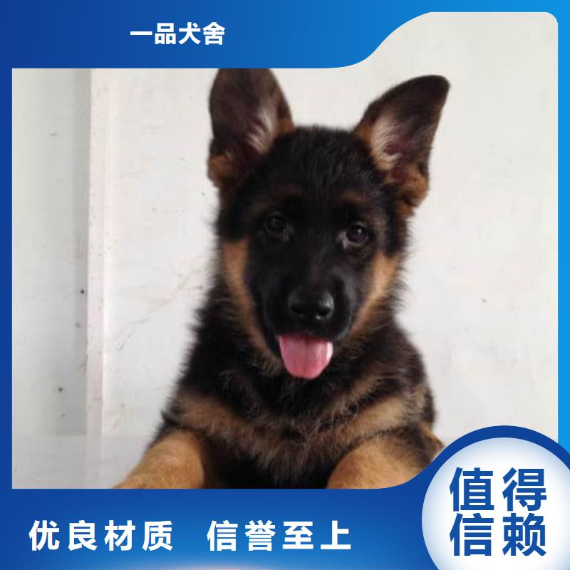 德国牧羊犬【卡斯罗犬】生产厂家