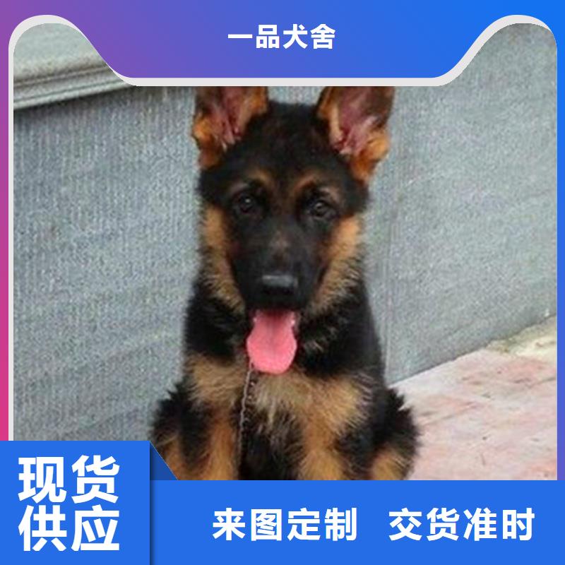 德国牧羊犬卡斯罗犬品质服务