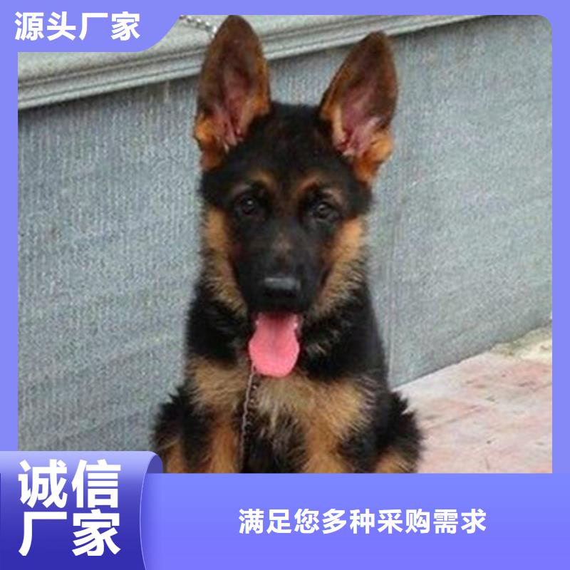 德国牧羊犬_德牧犬可定制