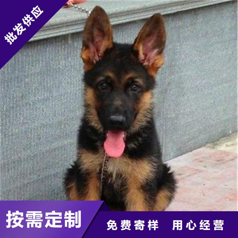 德国牧羊犬杜高犬订购