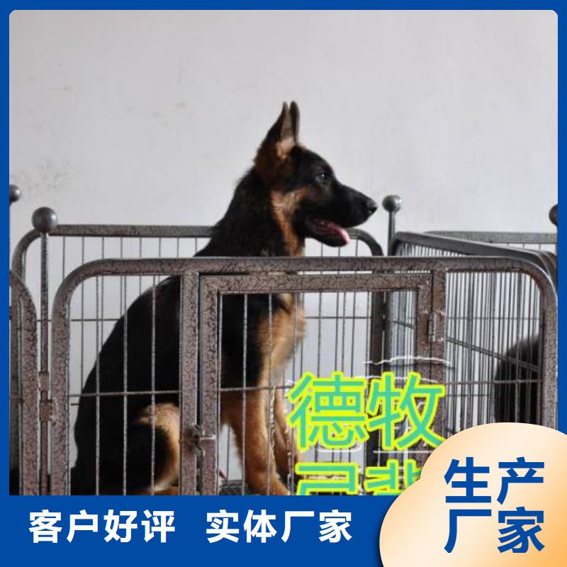 德国牧羊犬-罗威纳犬厂家直销供货稳定