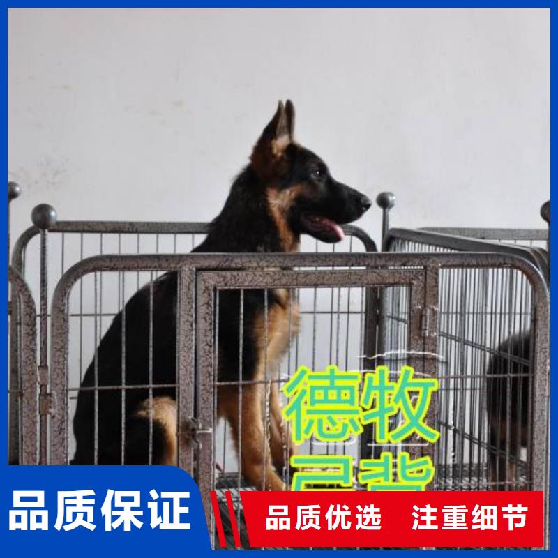 【德国牧羊犬】马犬厂家定制