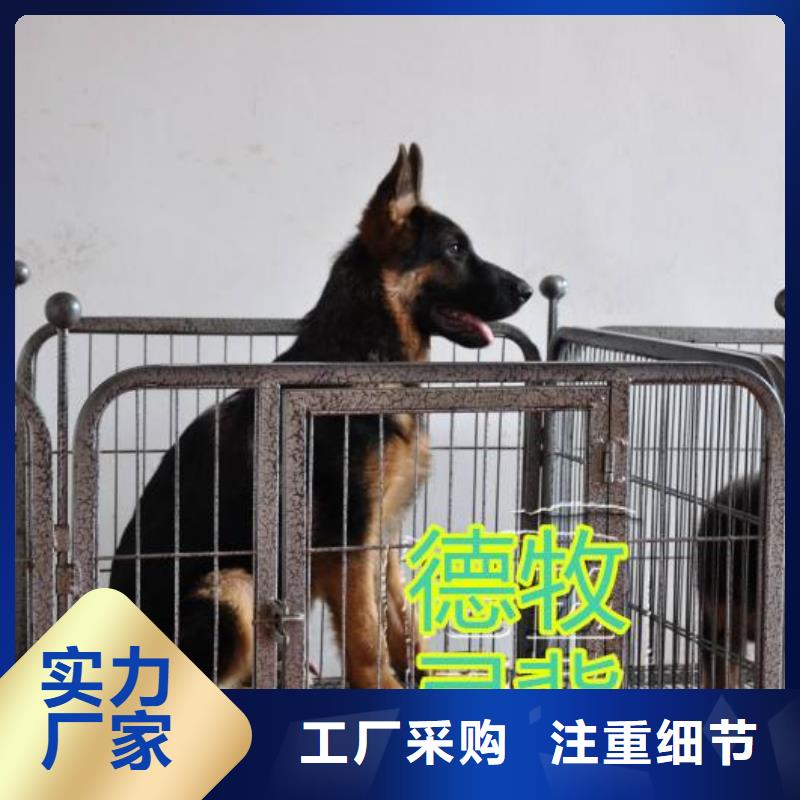 【德国牧羊犬】拉布拉多犬每个细节都严格把关