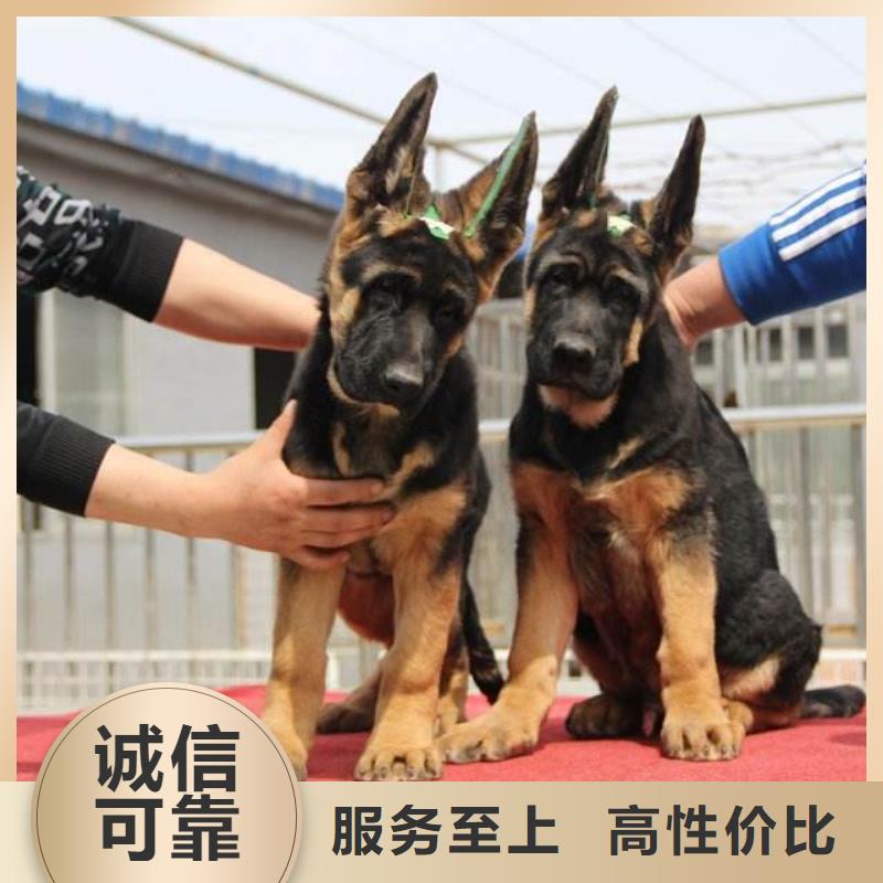 德国牧羊犬马犬实地大厂