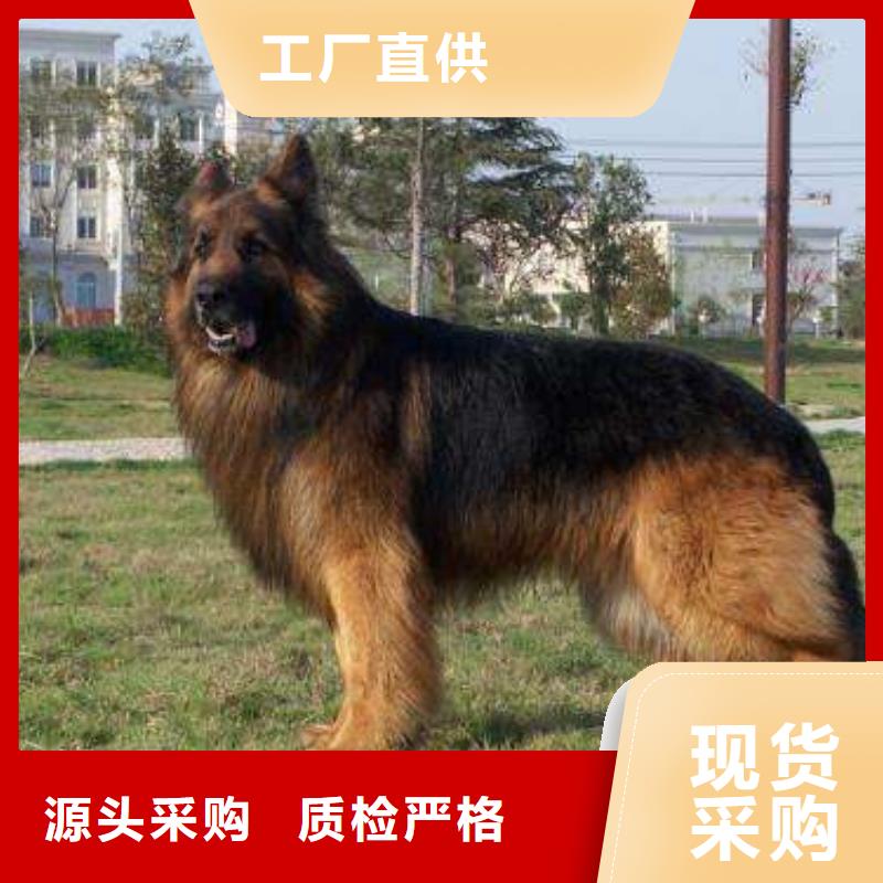 德国牧羊犬,【德牧犬】推荐商家