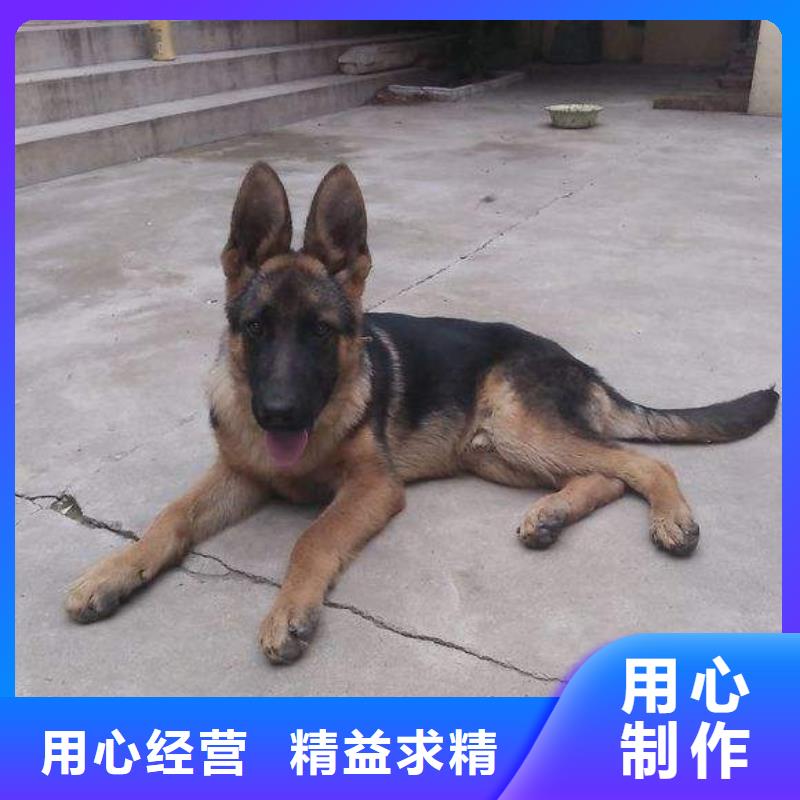 德国牧羊犬【杜宾犬】价格公道合理